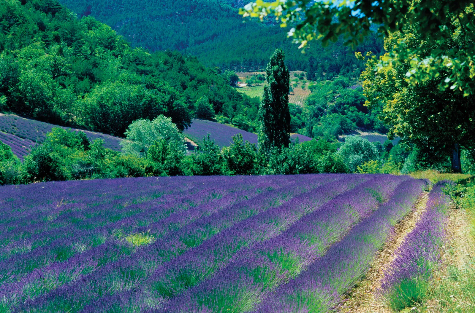 Exploring the Timeless Beauty of Provence, France