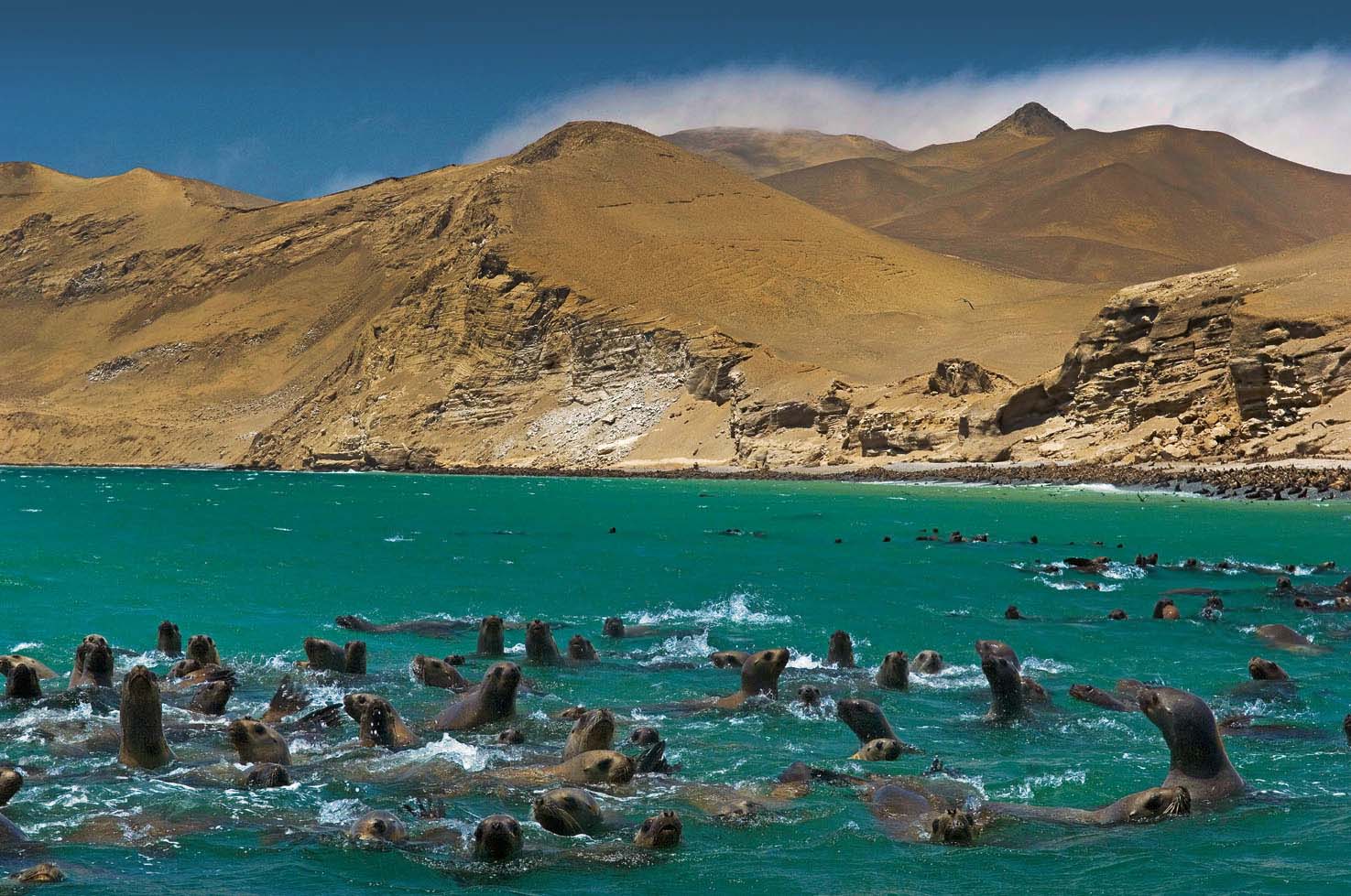 Exploring Paracas, Peru: A Coastal Oasis of Natural Wonders